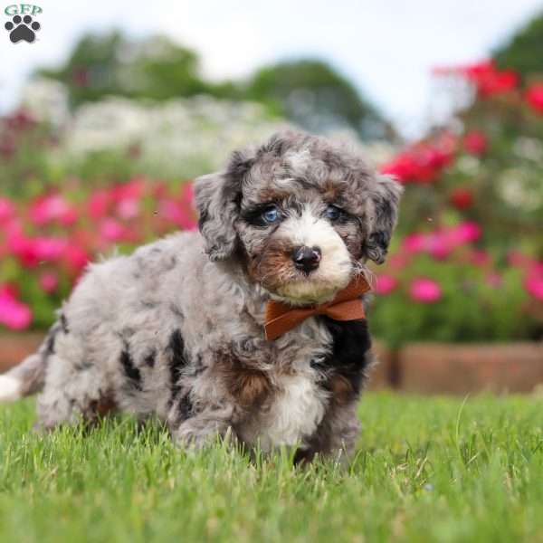 Winston, Mini Bernedoodle Puppy